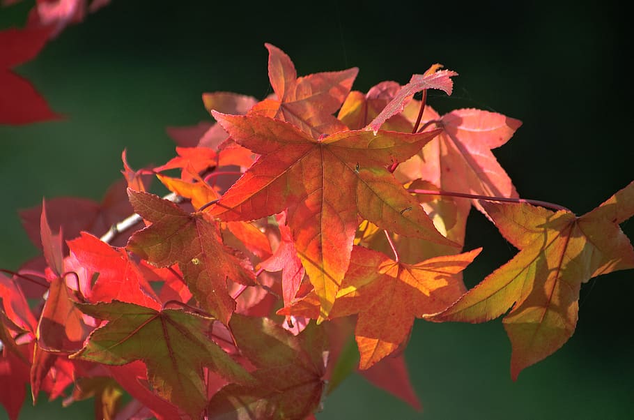 fall leaves, fall foliage, amber tree, bright, red, indian summer HD wallpaper