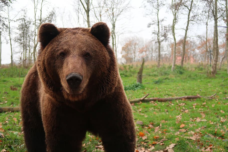 bear, brown bear, teddy bear, fur, dangerous, wilderness, predator HD wallpaper
