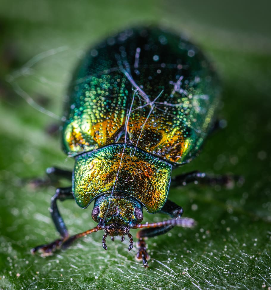 Close Shot of Green and Yellow Beetle, animal, bug, close-up HD wallpaper
