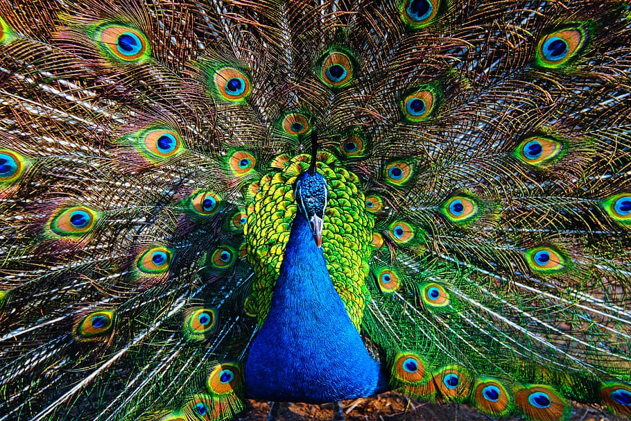 peacock, bird, animal themes, vertebrate, feather, peacock feather HD wallpaper