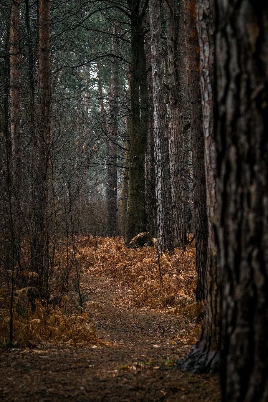 trees and empty pathway, plant, tree trunk, ground, redwood, gravel HD wallpaper