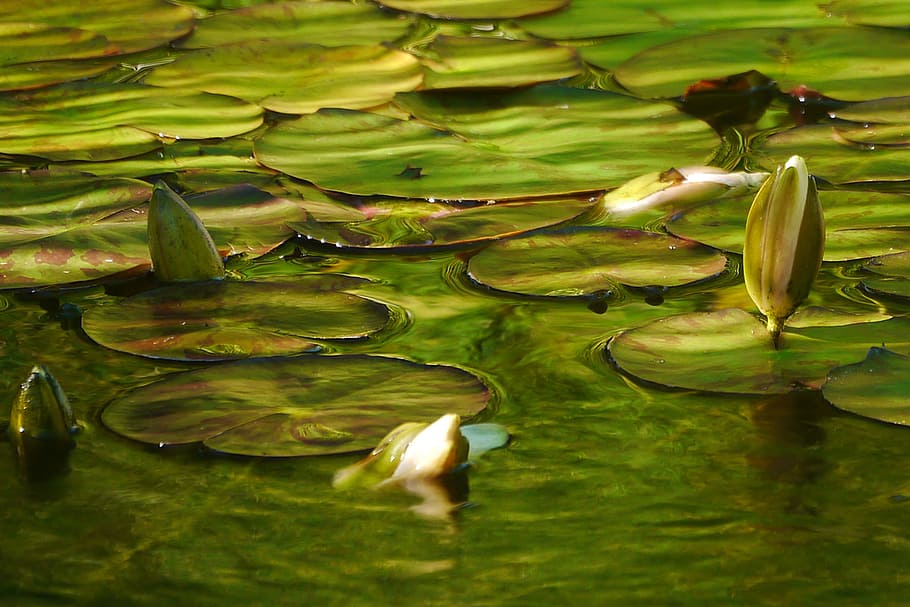 Hd Wallpaper Water Lily Flower Buds Flowing In A Koi Pond At Deep