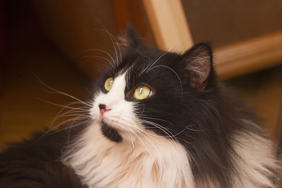 cat, black, snout, animals, mammal, domestic, animal themes HD wallpaper