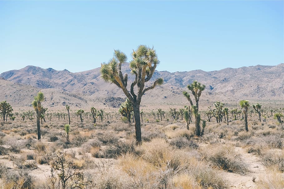 desert, trees, shrubs, field, mountains, landscape, nature HD wallpaper