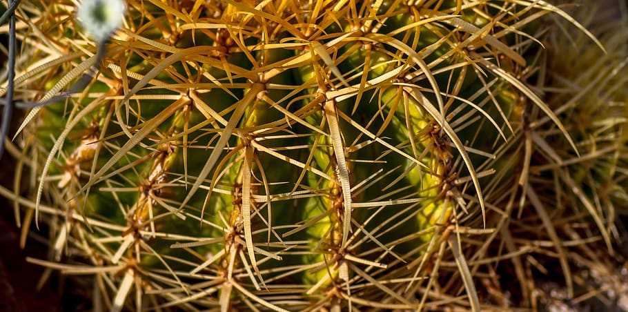 namibia, windhoek, plant, growth, close-up, succulent plant HD wallpaper