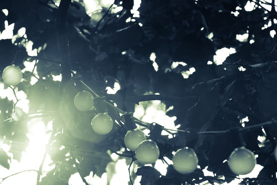 string lights, bulbs, trees, nature, sunshine, sun rays, plant HD wallpaper