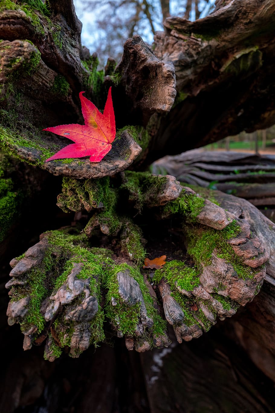 leaf, red, autumn, nature, leaves, colorful, maple, bright HD wallpaper