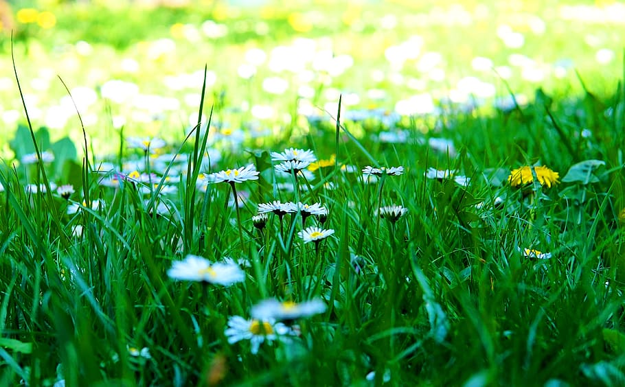 daisy, meadow, spring, flower, flora, plant, flowering plant HD wallpaper