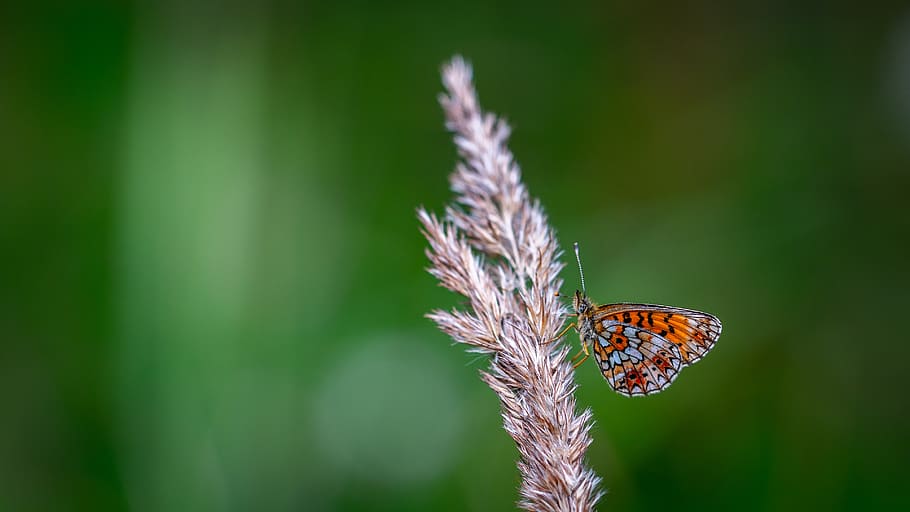 butterfly, macro, insect, nature, grass, focus on foreground HD wallpaper