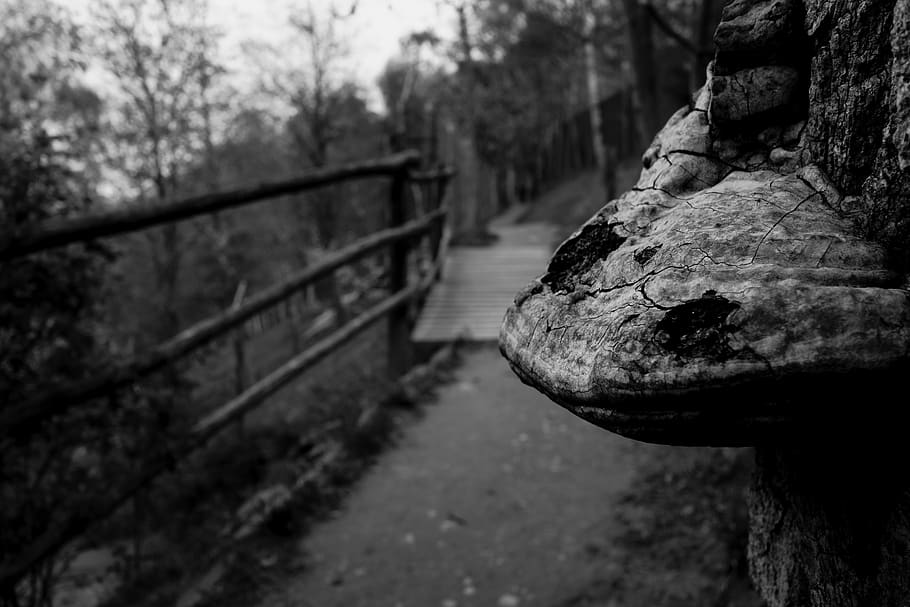 trail, forest, nature, tree, woods, path, trees, outdoors, park HD wallpaper
