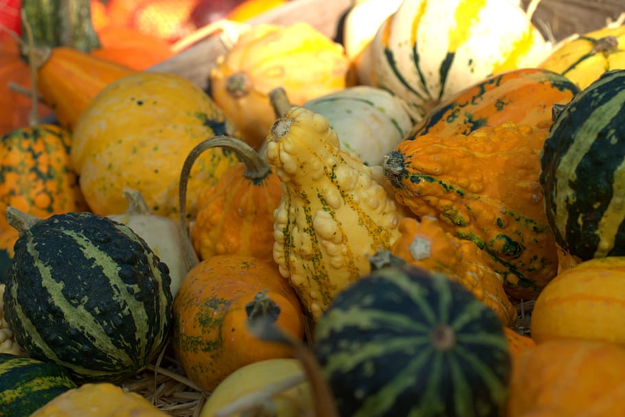 pumpkin, fruit, halloween, orange, yellow, food, harvest, vegetables HD wallpaper