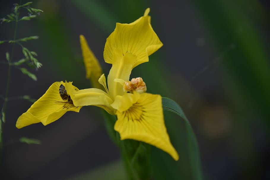 iris, yellow, insect, close up, macro, blossom, bloom, flower HD wallpaper