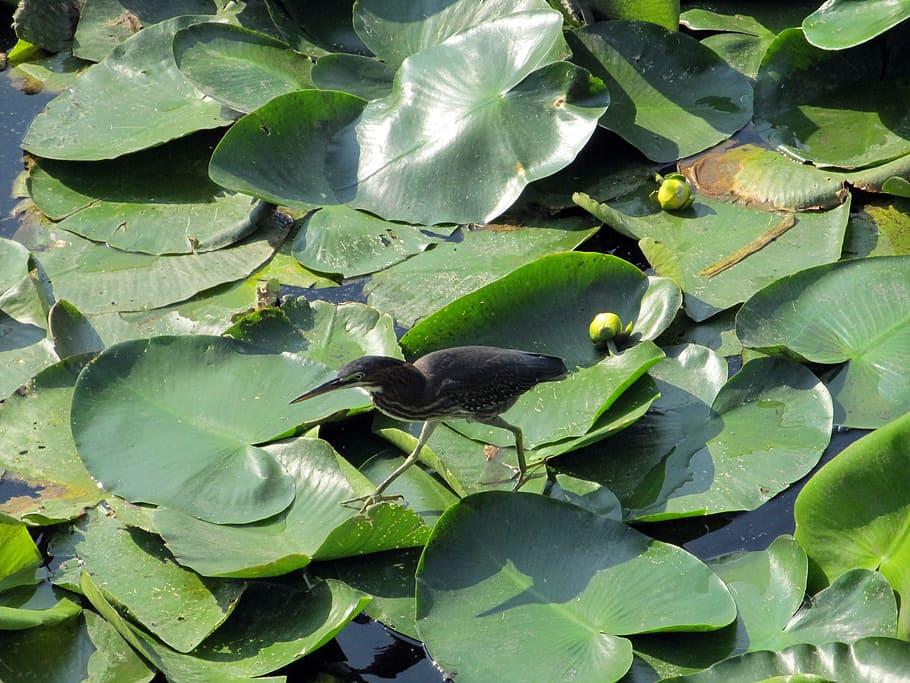 black, bird, plants, green, nature, plant part, leaf, green color HD wallpaper