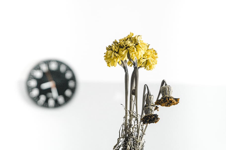 germany, bensheim, petals, white background, minimalism, minimalist HD wallpaper