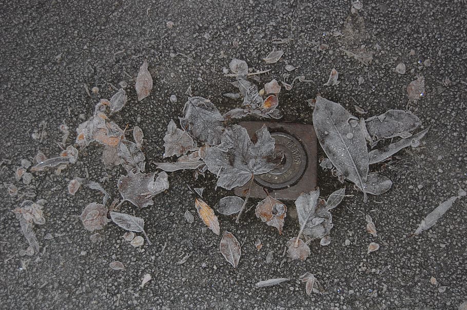 winter, gel, leaf, bitumen, cold, city, nature, no people, asphalt HD wallpaper