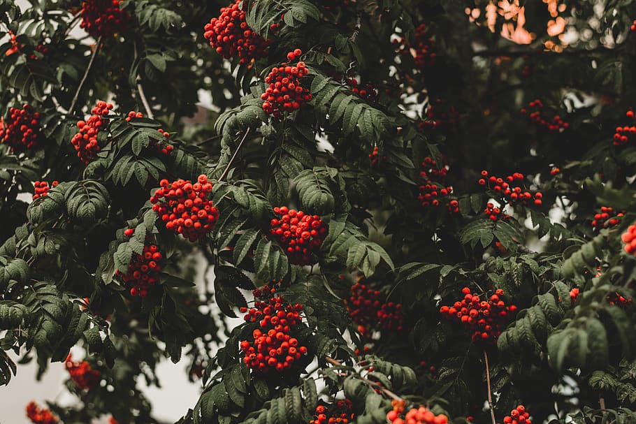 round red fruit lot, plant, food and drink, freshness, growth HD wallpaper