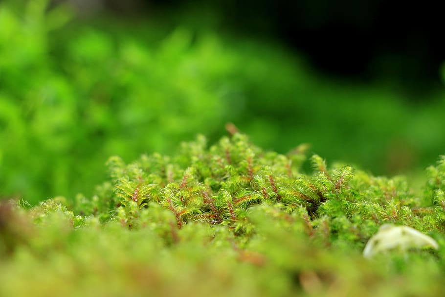 cool, weird, forest, green, plant, macro, green color, selective focus HD wallpaper