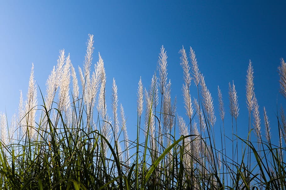 day, summer, sky, meadow, grass, background, blue, sunlight HD wallpaper