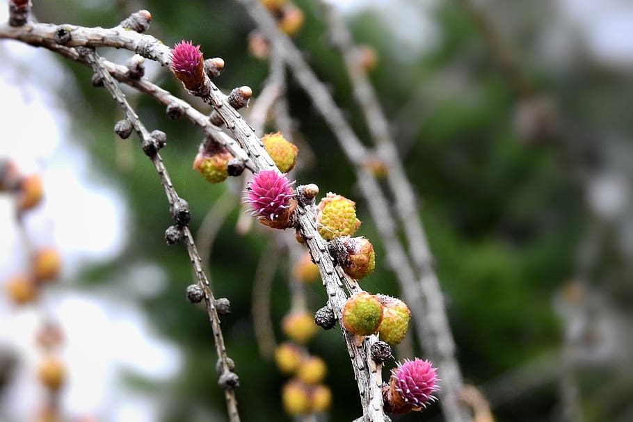 flowering, cones, coniferous, tree, plant, growth, flowering plant HD wallpaper