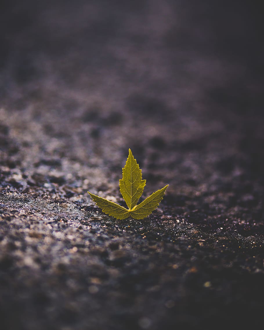 selective photography of green leaf on black surface, vein, asphalt HD wallpaper