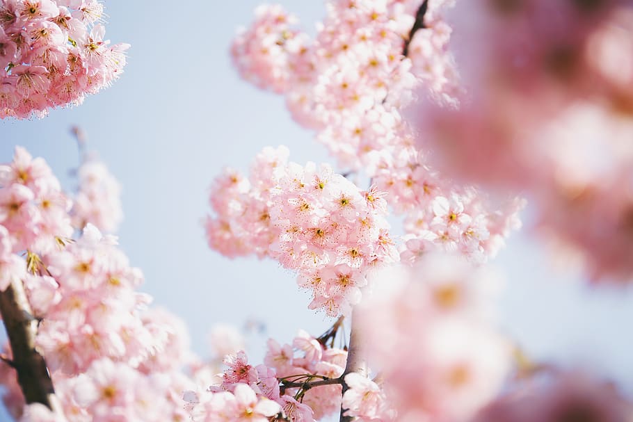 pink cherry blossoms, fragility, flower, freshness, beauty in nature HD wallpaper