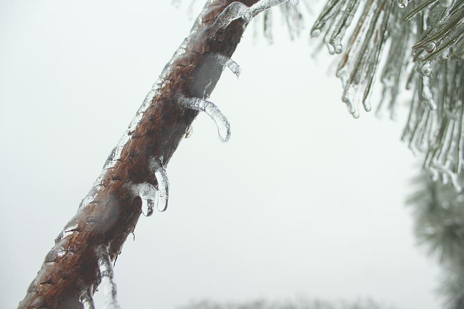 winter, branch, tree, ice, cold temperature, plant, nature HD wallpaper