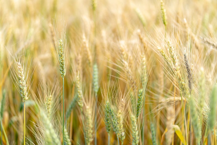 green wheats blooming, agriculture, crop, cereal plant, rural scene HD wallpaper