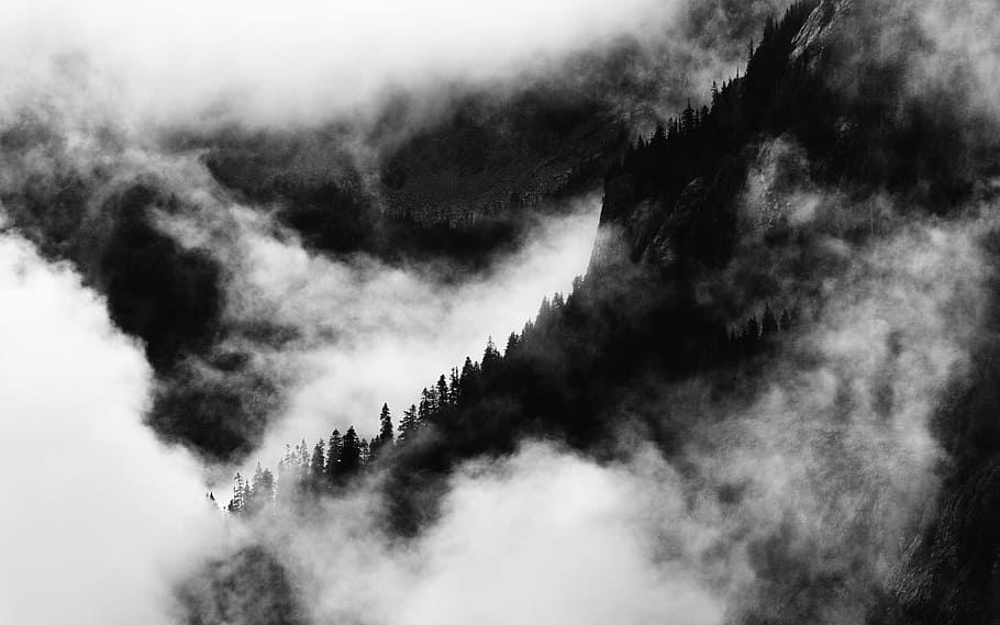 trees on mountains covered with cloud, noir, woodland, forest, HD wallpaper