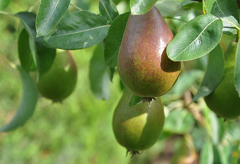 pears, fruit, plants, gardening, kitchen garden, green, food HD wallpaper