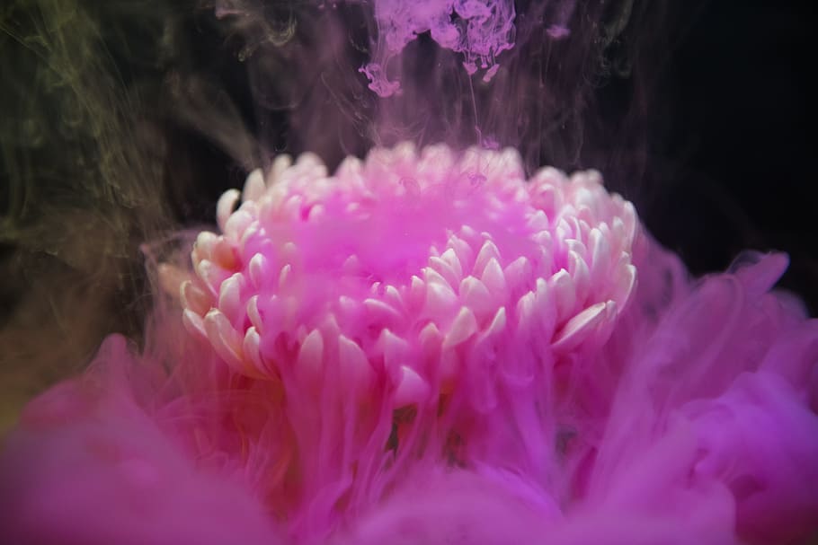 Close-up Photo of Pink Flower in Bloom, art, artistic, background HD wallpaper