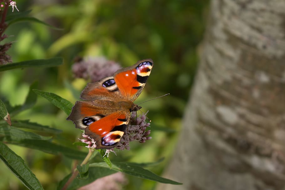 butterfly, peacock, nature, bug, flower, butterflies, nectar HD wallpaper