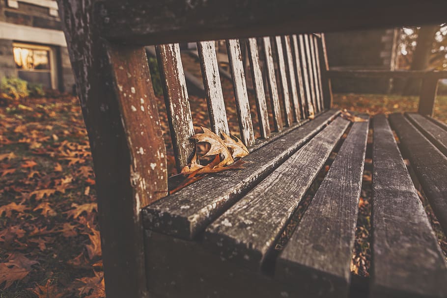 wood, bench, leaves, animal, animal themes, one animal, animal wildlife HD wallpaper