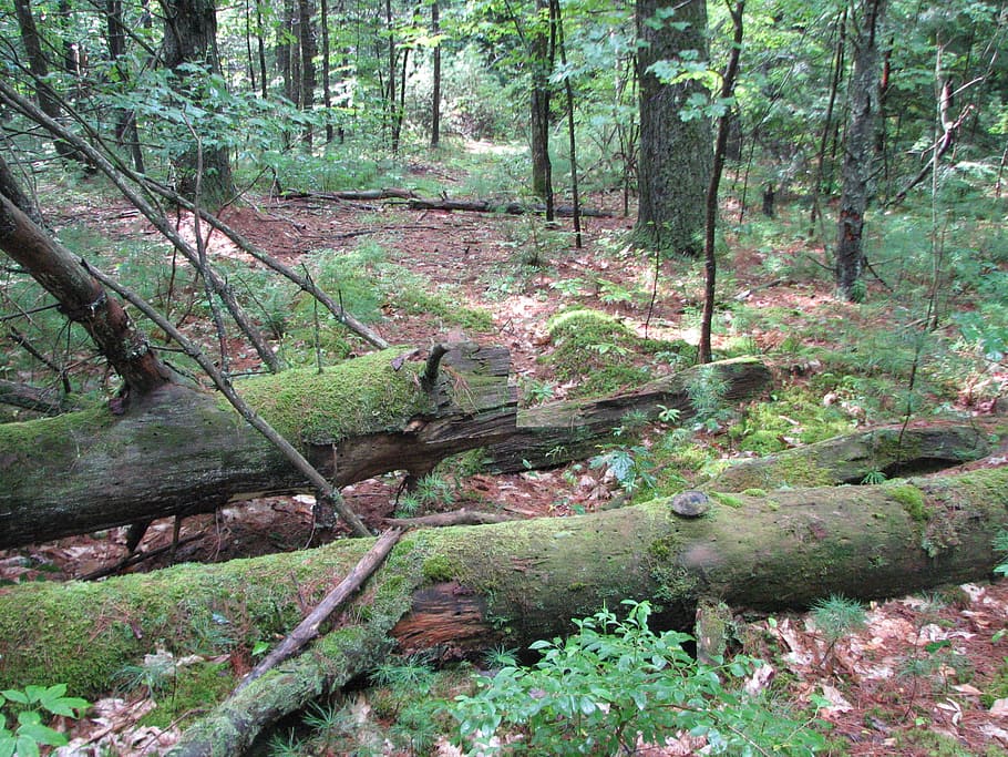 trees, fallen, moss, forest, woods, plant, land, growth, tranquility HD wallpaper