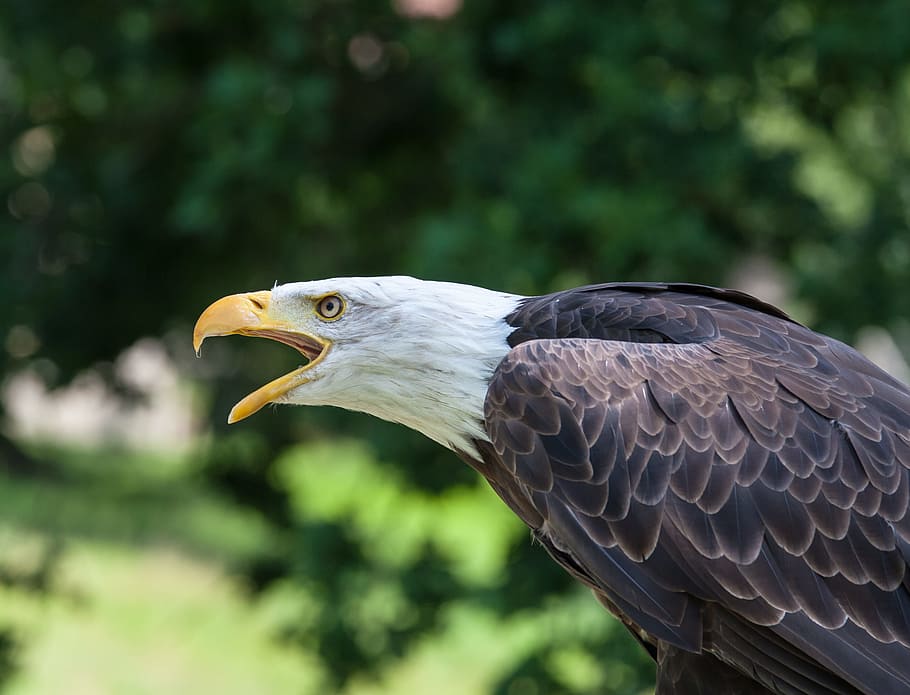 black bald eagle, nature, shouting, calling, animal, bird, wildlife HD wallpaper