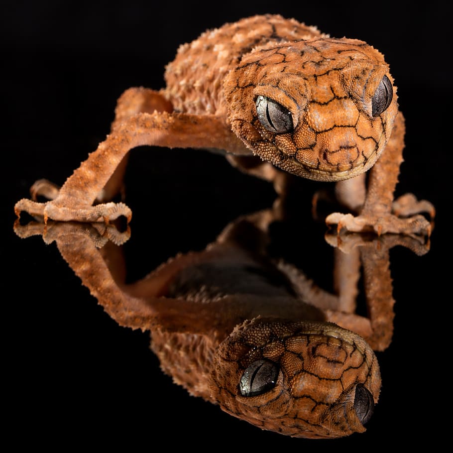 Brown Lizard's Image Reflecting on Floor, animal, close-up, reflection HD wallpaper