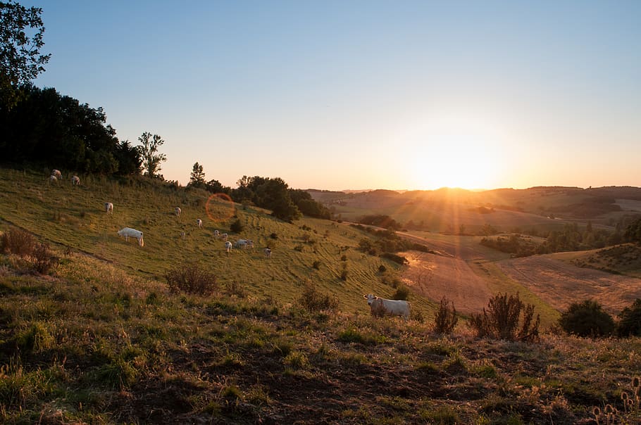 cows, animals, fields, sunset, farming, country, rural, grass HD wallpaper