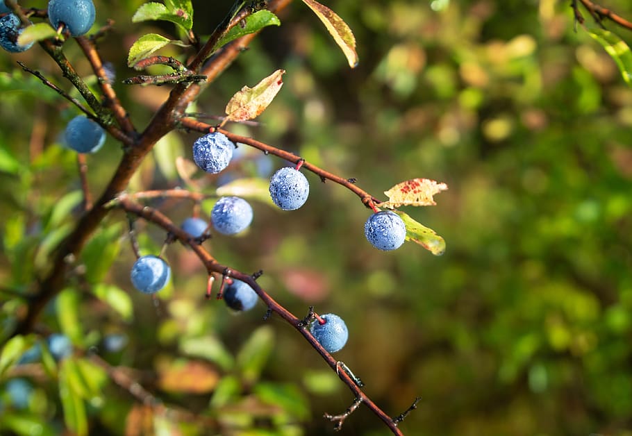 spring, plant, tree, forest, landscape, nature, summer, berries HD wallpaper