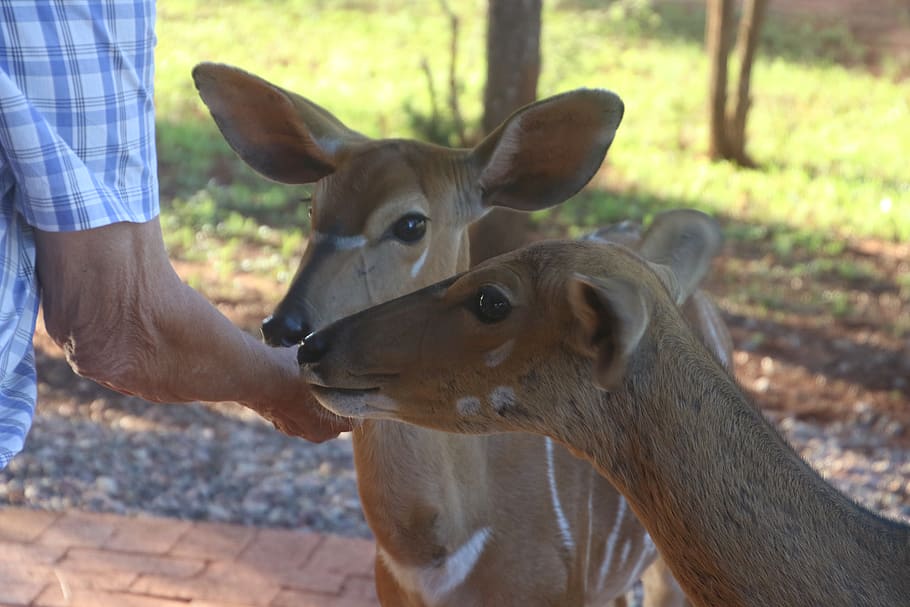 Photo of Person Feeding Two Deers, animals, blur, close-up, cute HD wallpaper