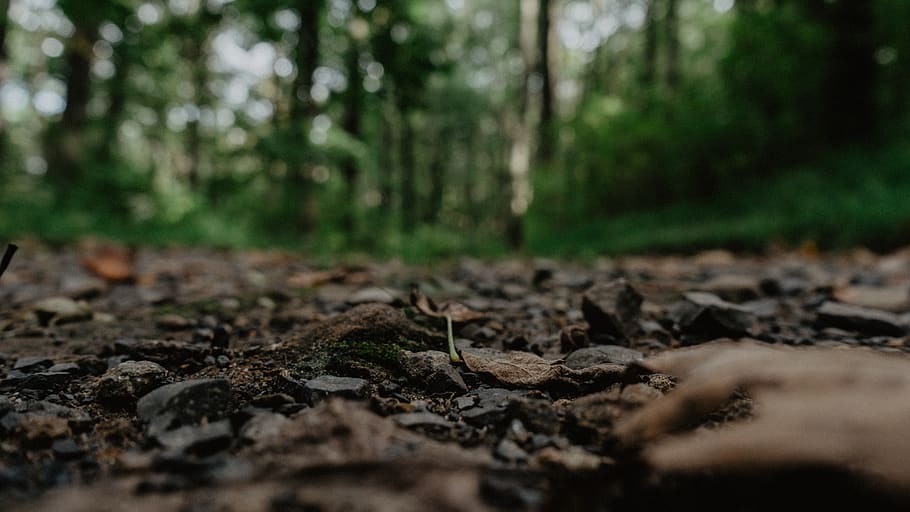 forest, path, ground view, macro, leaves, trees, woods, land HD wallpaper