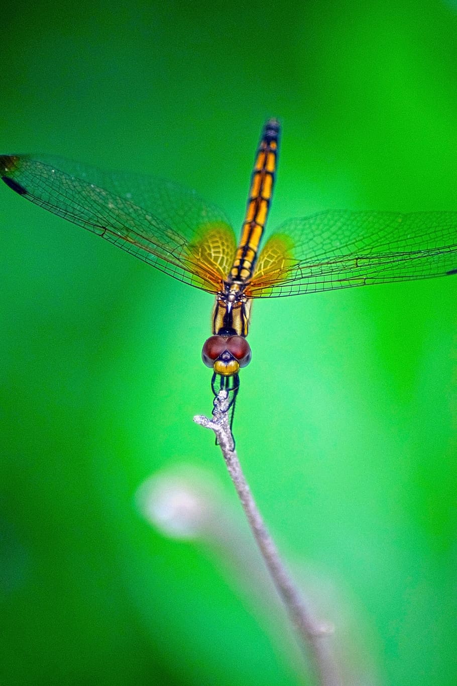 dragonfly, insects, green, invertebrate, one animal, animals in the wild HD wallpaper