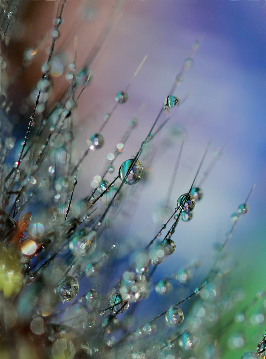 Selective Focus Photo of Dew of Water on Plant, art, beads, blur HD wallpaper