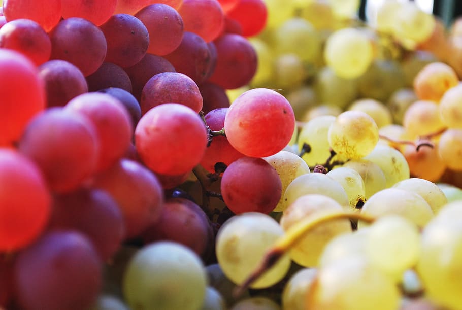 grapes, wine, vineyard, fruit, healthy eating, food and drink HD wallpaper