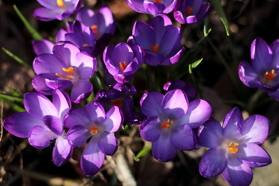 crocus, purple, spring, violet, flowers, spring flower, outdoor HD wallpaper
