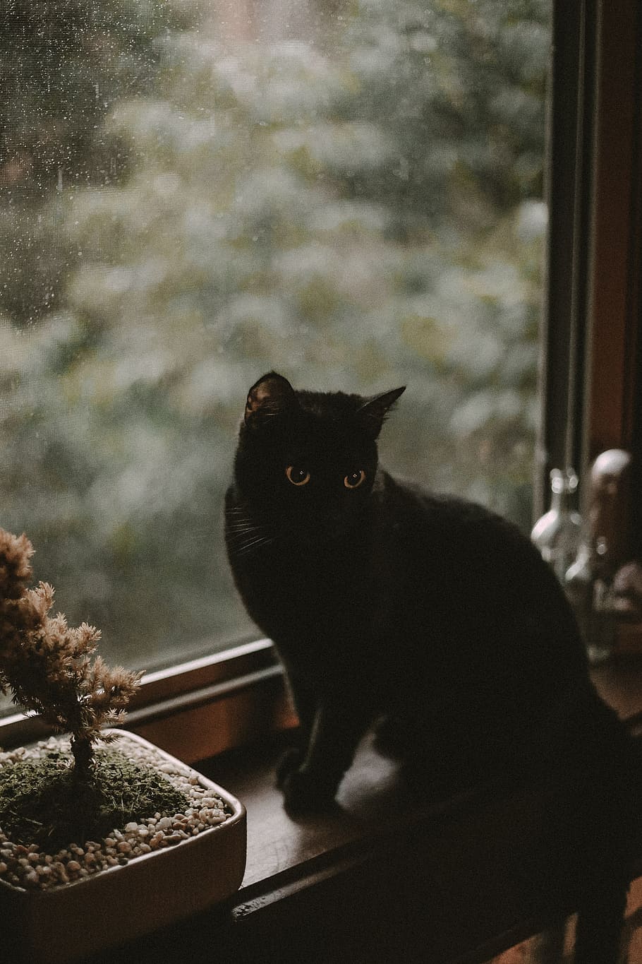 black cat sitting near glass window, indoor, house, window ledge HD wallpaper