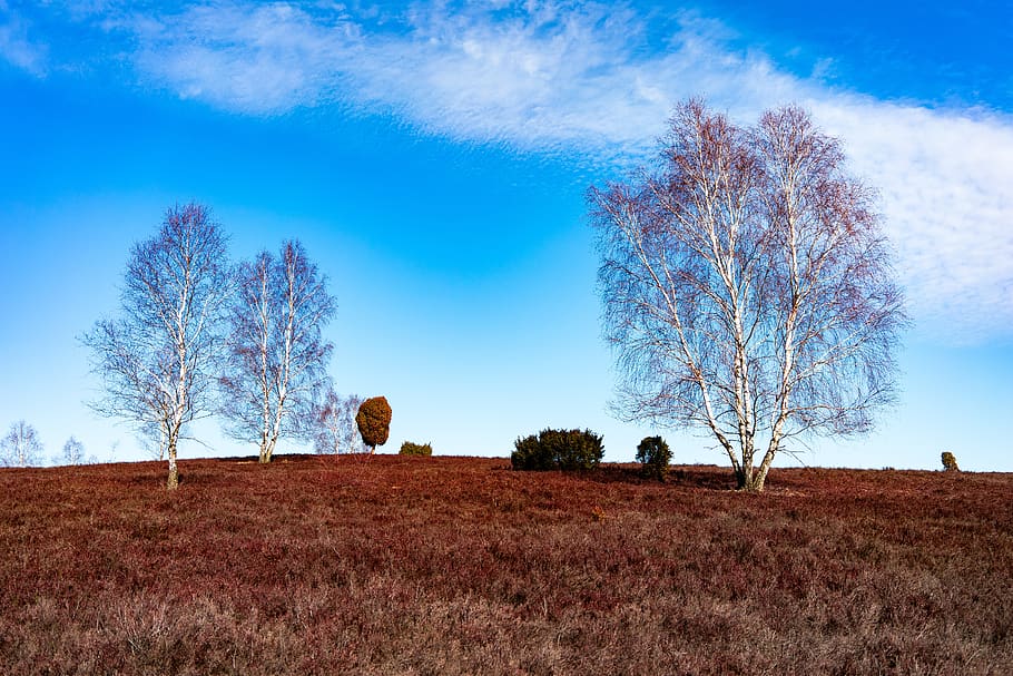 heide, trees, nature, landscape, nature reserve, sky, heathland HD wallpaper