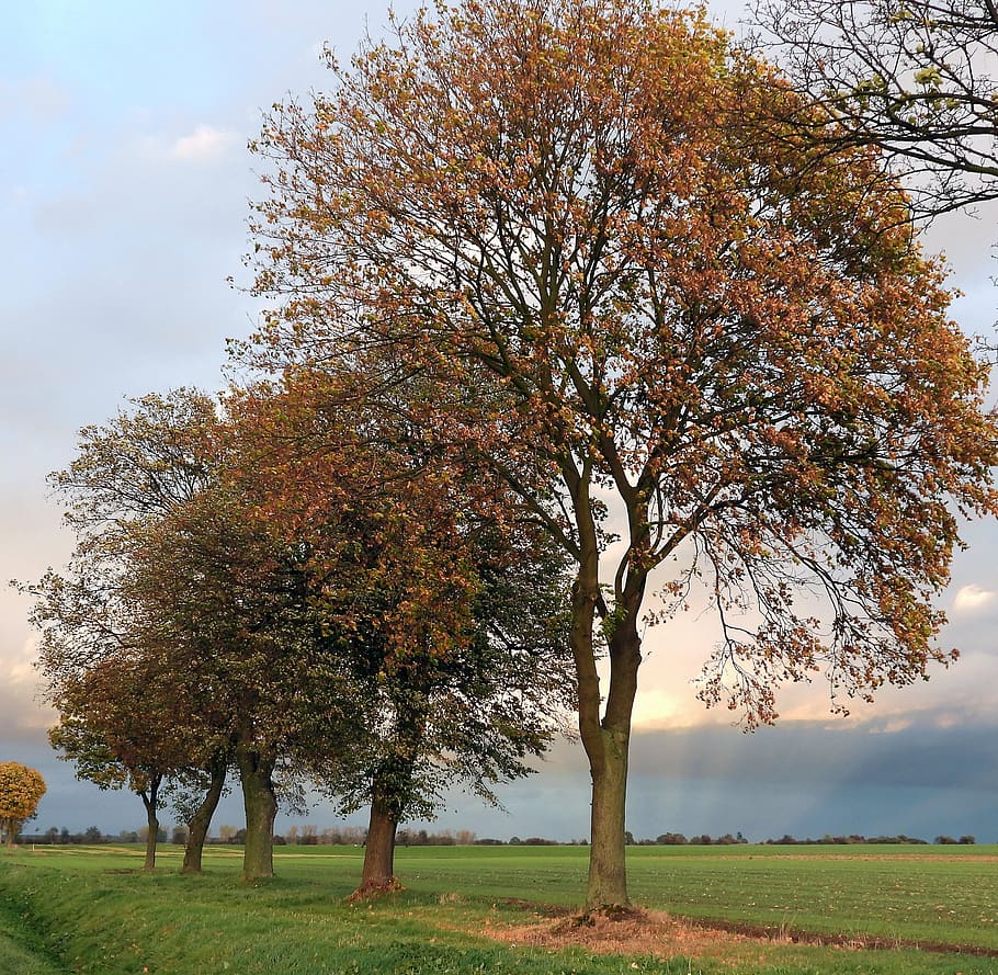 autumn, sunset, landscape, fields, tree, sky, nature, twilight HD wallpaper
