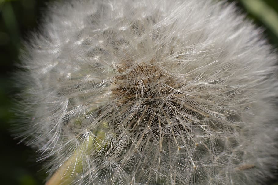 dandelion, flower, grass, macro, white, closeup, flowering plant HD wallpaper