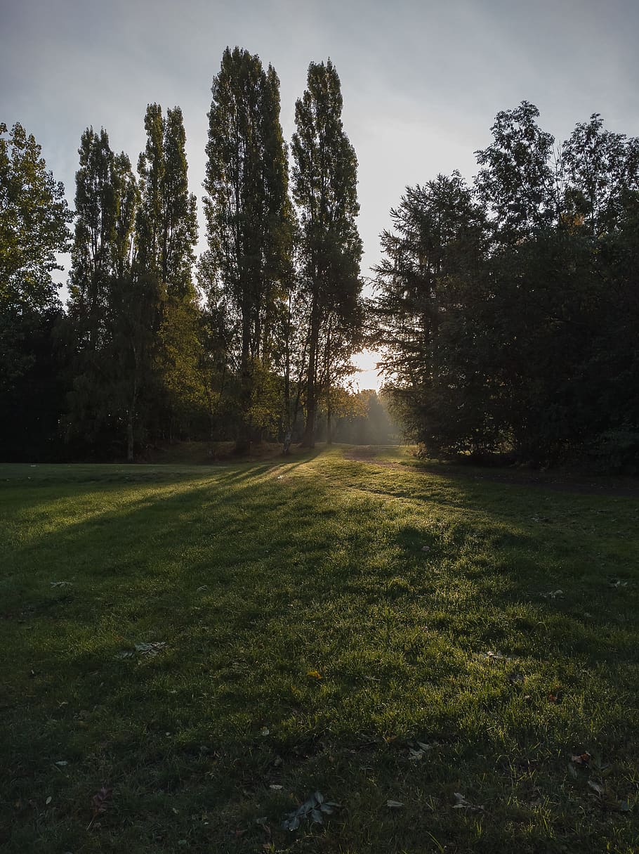 Green Leafed Trees and Green Grass Field, dawn, daylight, environment HD wallpaper