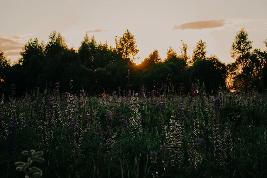 forest, field, trees, nature, mother nature, blossom, sunset HD wallpaper
