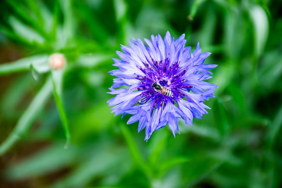 flower, bee, nature, bug, animal, wild, closeup, blue, green HD wallpaper